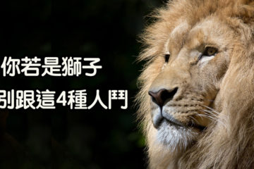 「獅子」不會與犬鬥　若牠出手　必是與虎爭！